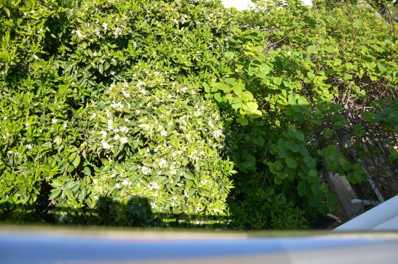 Apartment Jure Trogir Exterior foto